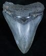 Inch Megalodon Tooth - Serrated #3917-1